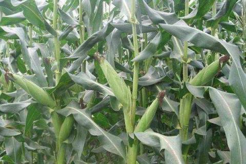 玉米追肥用硫酸铵可以吗 有哪些好处