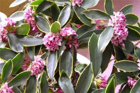 瑞香花用什么肥料最好 瑞香要施什么肥料