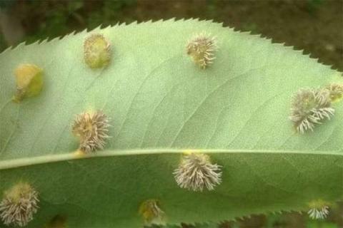 梨树叶子上长毛刺是什么病 防治方法有哪些