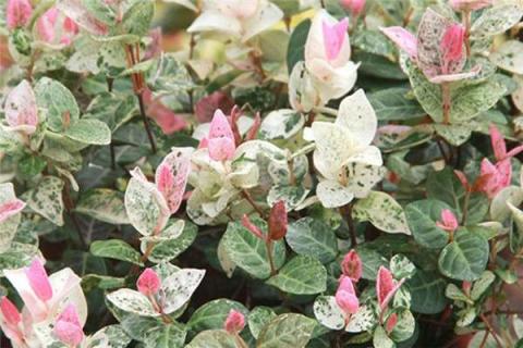 花叶络石怎么养粉红色（花叶络石怎么才会变色）