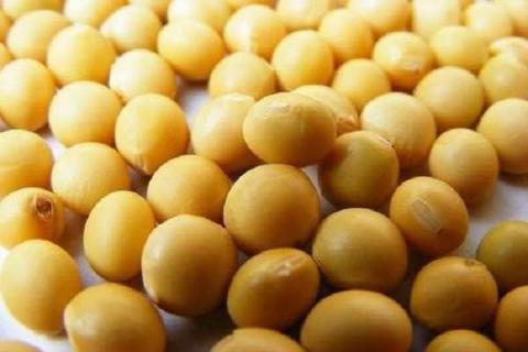 黄豆开花期需要施什么肥 什么时候施肥能高产
