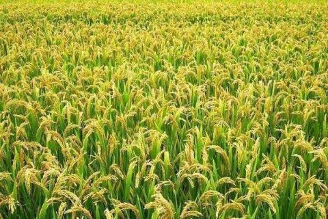 水稻叶面肥哪种好 水稻叶面肥哪种好一点