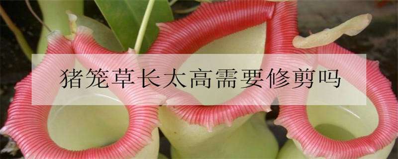 猪笼草长太高需要修剪吗 猪笼草长太高了可以修剪吗