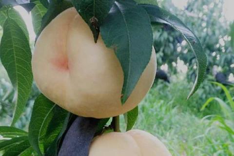 桃树用什么肥料桃子甜（桃树现在用什么肥料做追肥好）