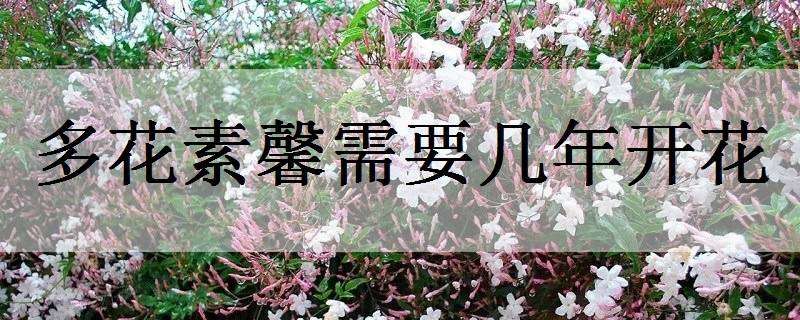 多花素馨需要几年开花 多花素馨一年开几次花