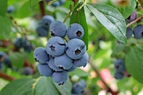 为什么家里忌讳种蓝莓 原因是什么