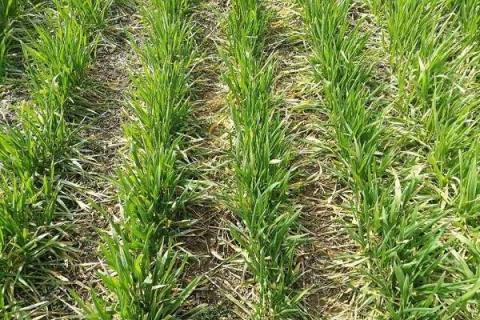 水稻孕穗期可以打除草剂吗 注意事项有哪些