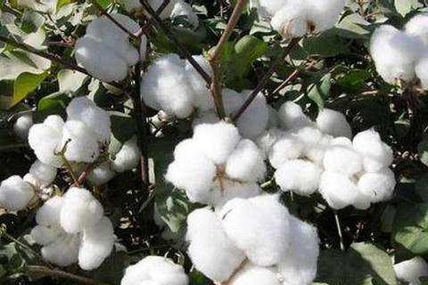 棉花枯萎病用什么药 发病原因及预防措施