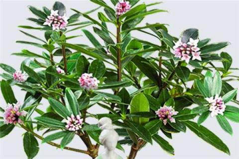 金边瑞香怎么修剪（金边瑞香怎么修剪好看）