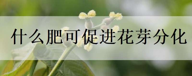 什么肥可促进花芽分化 什么肥可促进花芽分化快