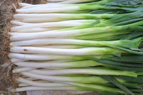 大葱能用含氯的化肥吗 大葱可以用含氯的肥料吗?