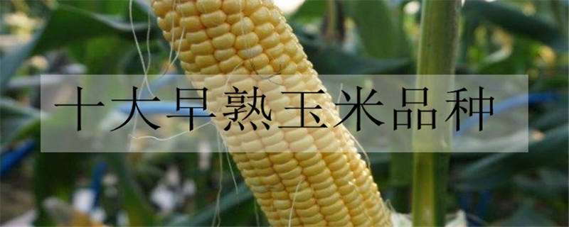 十大早熟玉米品种