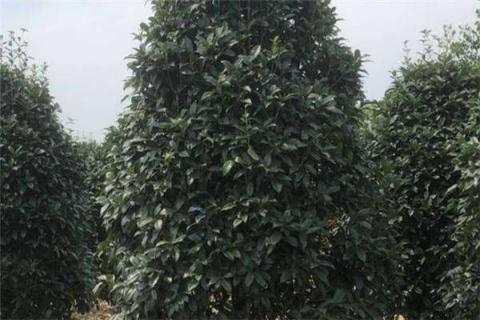 怎样判断桂花树活了 怎么判断桂花树烂根