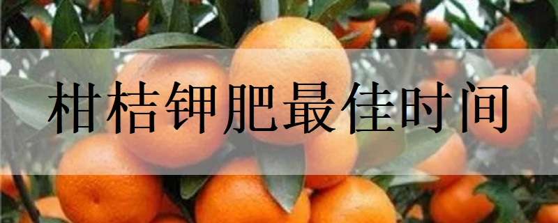 柑桔钾肥最佳时间（柑桔什么时候施钙肥）