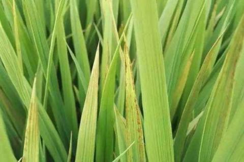 水稻黄矮病用什么药治 水稻黄矮病的传播介体是(