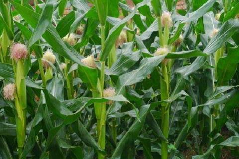 七月份种玉米能成熟吗 什么时候可以收获