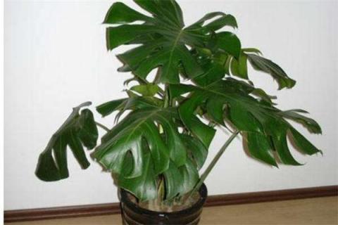 龟背竹新叶一直卷着怎么回事（龟背竹新叶子卷着变黑枯萎）