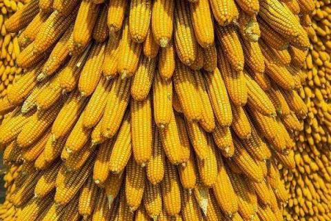 玉米割苗增产技术 玉米割苗增产技术有哪些