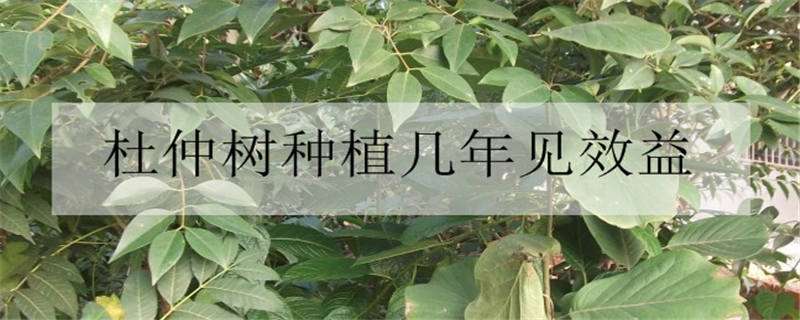 杜仲树种植几年见效益（杜仲树种植几年见效益呢）