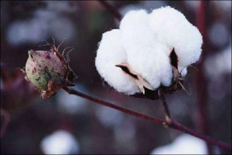 棉花中后期用什么肥料好 棉花中后期用什么肥料好呢