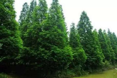 新栽的柏树怎样浇水 新栽的柏树怎样浇水视频