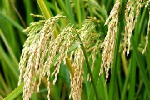水稻稻瘟病症状特点（水稻稻瘟病症状特点是什么）