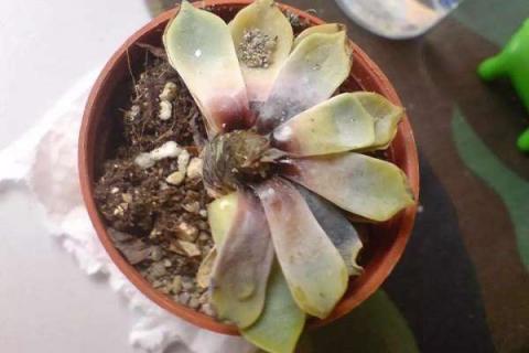 多肉从中间烂了怎么办 多肉从中间腐烂怎么办