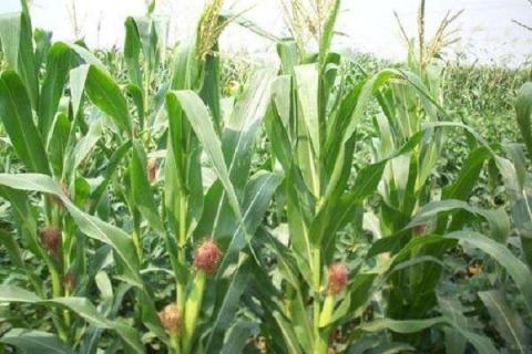玉米抽穗到成熟多少天 如何养护管理