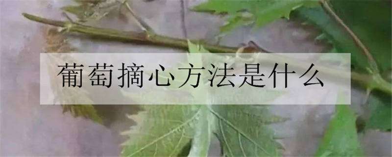 葡萄摘心方法是什么