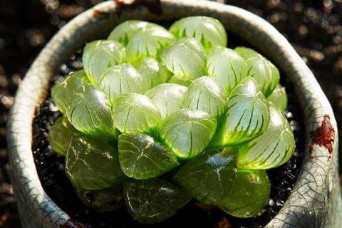 玉露多肉怎么能养透明 玉露多肉怎么能养透明呢