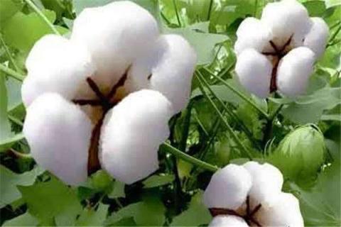棉花高产施肥技巧 棉花高产施肥技巧和方法