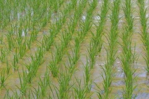 钾肥加多了水草会怎么样 钾肥对水草植物的作用