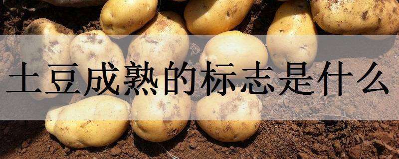 土豆成熟的标志是什么