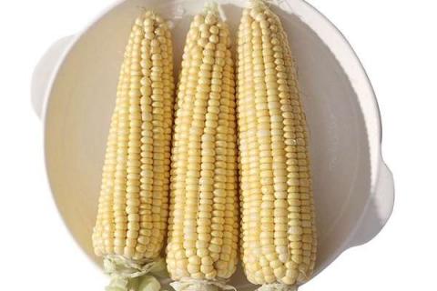 玉米打矮壮素有害处吗 玉米打矮壮素的最佳时期