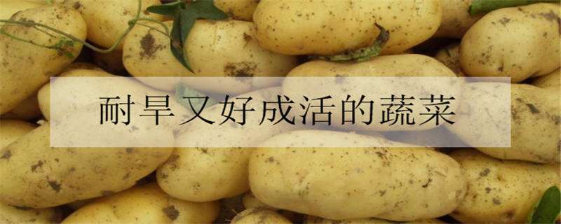 耐旱又好成活的蔬菜有哪些 耐旱又耐寒好成活的蔬菜