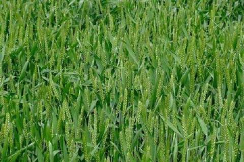 水稻孕穗期可以打除草剂吗（水稻孕穗期可以打除草剂吗视频）