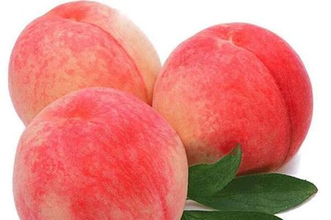 桃树流胶病如何治疗 桃树流胶病怎样治疗