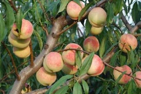 桃树控旺药几月打好 桃树控旺药几月打好一点