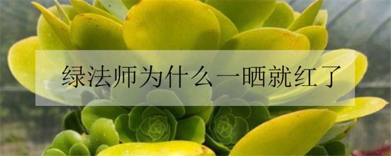 绿法师为什么一晒就红了（绿法师变红是怎么回事）