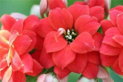 凤尾长寿花有几种 凤尾长寿花有几种颜色的花