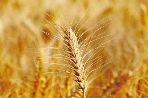 小麦黄斑叶枯病如何防治 小麦黄斑病叶枯病什么症状