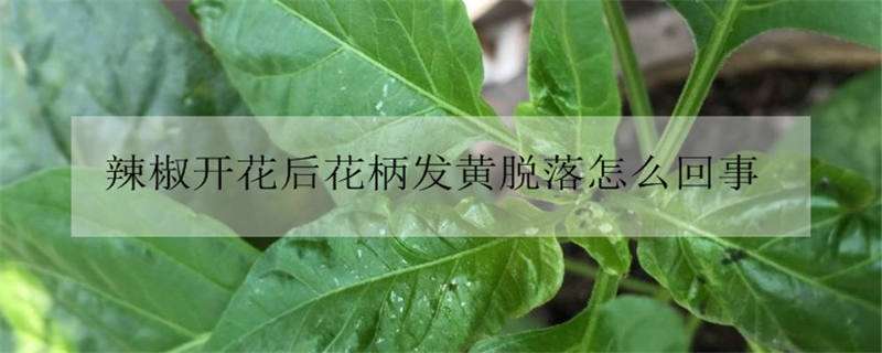 辣椒开花后花柄发黄脱落怎么回事（辣椒开花后花柄发黄脱落怎么办）