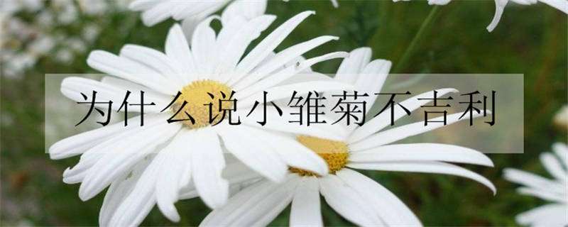 为什么说小雏菊不吉利（小雏菊）