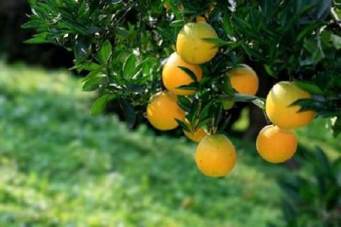 柑橘花期什么药不能用 柑桔花期禁用什么药