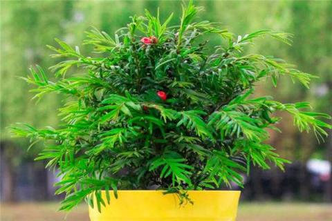 红豆杉雌雄株的区别（红豆杉雌雄株的区别图片）