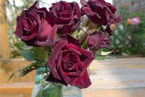 红玫瑰品种有哪些 市面上常见的红玫瑰品种