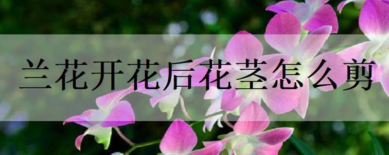 兰花开花后花茎怎么剪 兰花开花后花茎怎么剪视频