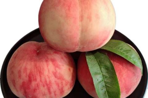 桃子成熟前怎么提高硬度 桃子成熟前怎么提高硬度的方法