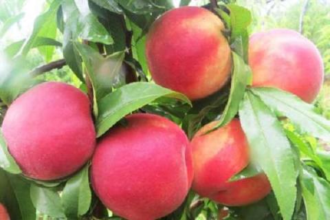 桃树施什么肥料桃子甜（桃树全年施肥一览表）