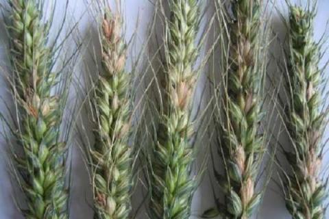 小麦吸浆虫的防治方法 如何进行最佳防治